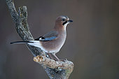 Eurasian jay (Garrulus glandarius) Bialowieza Forest UNESCO World Heritage Site, Poland, Europe.
