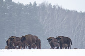 European bison (Bison bonasus) lying in agricultural field with snow near forest, Bialowieza Forest UNESCO World Heritage Site, Poland, Europe.