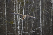 White-tailed eagle (Haliaeetus albicilla), sometimes known as the "sea eagle" flying. Bialowieza Forest UNESCO World Heritage Site, Poland, Europe.