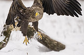 White-tailed eagle (Haliaeetus albicilla), sometimes known as the "sea eagle" landing on snow field. Bialowieza Forest UNESCO World Heritage Site, Poland, Europe.