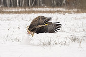 White-tailed eagle (Haliaeetus albicilla), sometimes known as the "sea eagle" landing on snow field. Bialowieza Forest UNESCO World Heritage Site, Poland, Europe.