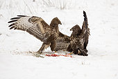 Common buzzard (Buteo buteo) fighting for food. It is a medium-to-large bird of prey which has a large range covering most of Europe and extends into Asia. Bialowieza Forest UNESCO World Heritage Site, Poland, Europe.