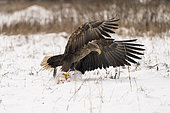 White-tailed eagle (Haliaeetus albicilla), sometimes known as the "sea eagle" on snow field. Bialowieza Forest UNESCO World Heritage Site, Poland, Europe.