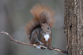 Eurosian red squirrel (Sciurus vulgaris) Bialowieza Forest UNESCO World Heritage Site, Poland, Europe.
