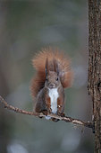 Eurosian red squirrel (Sciurus vulgaris) Bialowieza Forest UNESCO World Heritage Site, Poland, Europe.