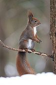 Eurosian red squirrel (Sciurus vulgaris) Bialowieza Forest UNESCO World Heritage Site, Poland, Europe.