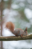 Eurosian red squirrel (Sciurus vulgaris) Bialowieza Forest UNESCO World Heritage Site, Poland, Europe.