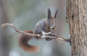 Eurosian red squirrel (Sciurus vulgaris) Bialowieza Forest UNESCO World Heritage Site, Poland, Europe.