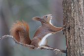 Eurosian red squirrel (Sciurus vulgaris) Bialowieza Forest UNESCO World Heritage Site, Poland, Europe.