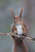 Eurosian red squirrel (Sciurus vulgaris) Bialowieza Forest UNESCO World Heritage Site, Poland, Europe.