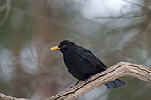Common Blackbird (Turdus merula) Bialowieza Forest UNESCO World Heritage Site, Poland, Europe.