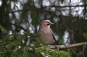 Eurasian jay (Garrulus glandarius) Bialowieza Forest UNESCO World Heritage Site, Poland, Europe.