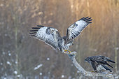 Common buzzard (Buteo buteo) in meadow. It is a medium-to-large bird of prey which has a large range covering most of Europe and extends into Asia. Bialowieza Forest UNESCO World Heritage Site, Poland, Europe.