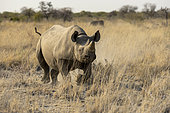 Black rhinoceros (Diceros bicornis) walking in the savannah, Etosha, Namibia