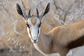 Springbok (Antidorcas marsupialis), portrait, Etosha, Namibia