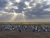 Gentoo Penguin (Pygoscelis papua) colony on Sea Lion Island. South America, Falkland Islands, Sea Lion Island, spring