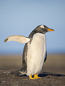 Gentoo Penguin (Pygoscelis papua) on beach. South America, Falkland Islands, Saunders Island, spring