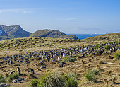 Gentoo Penguin (Pygoscelis papua) colony in tussock Grass. Antarctica, South Georgia, Godthul, spring