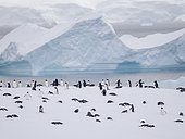 Gentoo Penguin (Pygoscelis papua) colony, icebergs in the background. Antarctica, Antarctic Peninsula, Wiencke Island, spring