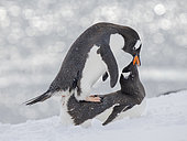 Gentoo Penguin (Pygoscelis papua) mating in deep snow. Antarctica, Antarctic Peninsula, Wiencke Island, spring