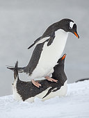 Gentoo Penguin (Pygoscelis papua) mating in deep snow. Antarctica, Antarctic Peninsula, Wiencke Island, spring