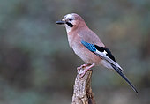 Jay (Garrulus Glandarius) perched on a log, England