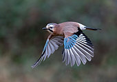 Jay (Garrulus Glandarius) in flight, England