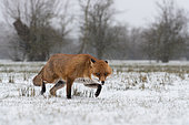 Red fox (Vulpes vulpes) walking in falling snow, England