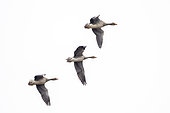 Greylag geese (Anser anser) in flight, Camargue, France