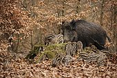 Wild Boars (Sus scrofa), sow with piglets, in an enclosure, North Rhine-Westphalia, Germany, Europe
