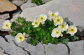Alpine Buttercup (Ranunculus alpestris). Habitat: snow-combes, rock outcrops on limestone. Alpine level. Atlantic Pyrenees. France