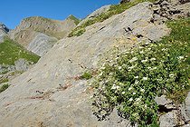 Alchemilla-leaved cinquefoil(Potentilla alchimilloides). Habitat: sunny subalpine and montane limestone crags. Aragonese Pyrenees. Spain