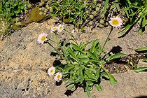 Alpine fleabane (Erigeron alpinus). Habitat: lawns, subalpine and alpine rock gardens. Aragonese Pyrenees. Spain