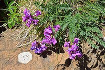 Pyrenean Locoweed (Oxytropis pyrenaica). Habitat: lawns, rock gardens. Pyreneo-Iberian endemic. Subalpine stage. Aragonese Pyrenees. Spain
