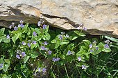 Pona's speedwell (Veronica ponae). Habitat: subalpine and montane wet rocks. Pyrenean-Iberian endemic. Aragonese Pyrenees. Spain