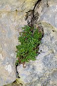 Wall rue (Asplenium ruta-muraria). Habitat: cracks in limestone rock. Montane and subalpine levels. Aragonese Pyrenees. Spain