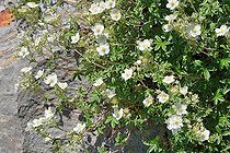Alchemilla-leaved cinquefoil (Potentilla alchimilloides). Habitat: sunny subalpine and montane limestone crags. Aragonese Pyrenees. Spain