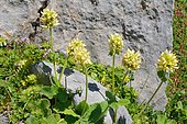 Yellow betony (Stachys alopecuros). Habitat: rocky grasslands on limestone. Subalpine level. Properties: tonic and stimulating. Root is slightly purgative. Aragonese Pyrenees. Spain