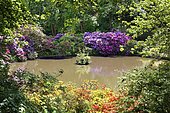 Rhododendron blossom around a pond in the castle park, created in the 18th century. Berleburg Castle, ancestral seat of the Sayn-Wittgenstein-Berleburg family, Bad Berleburg, climatic health resort, Wittgensteiner Land, Siegen-Wittgenstein district, North Rhine-Westphalia, Germany, Europe