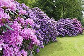 Rhododendron flower (Rhododendron campanulatum) in the castle park, created in the 18th century. Berleburg Castle, ancestral seat of the Sayn-Wittgenstein-Berleburg family, Bad Berleburg, climatic health resort, Wittgensteiner Land, Siegen-Wittgenstein district, North Rhine-Westphalia, Germany, Europe