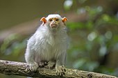 Silvery Marmoset (Callithrix argentata, Mico argentatus), adult, captive, Krefeld, North Rhine-Westphalia, Germany, Europe