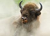 European Bison (Bison bonasus) in the whirling dust, Wisentgehege Hardehausen wildlife park, Hardehausen, North Rhine-Westphalia, Germany, Europe
