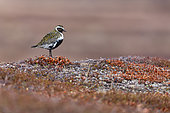 European Golden Plover (Pluvialis apricaria) adult in breeding plumage in the Varanger tundra on its nesting grounds in Norway