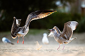Two Yellow-legged Gulls (Larus michahellis) fighting in the sand on the beach in Italy.