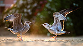 Two Yellow-legged Gulls (Larus michahellis) standing in the sand on the beach in Italy.