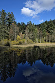 Etang du Petit Haut, Ballon d'Alsace, Vosges mountains, France