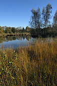 Etang Colin, Chaux, Territoire de Belfort, France