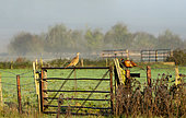 Pheasant (Phasianus Colchicus) perched on a post, England