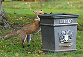Red fox (Vulpes vulpes) looking for food in a refuse bin, England
