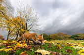 Red fox (Vulpes vulpes) looking for food, England